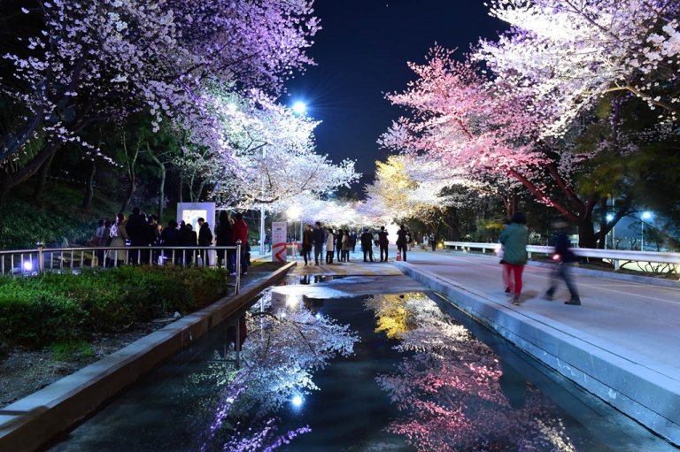 2024 전국 벚꽃 축제 명소 TOP 9