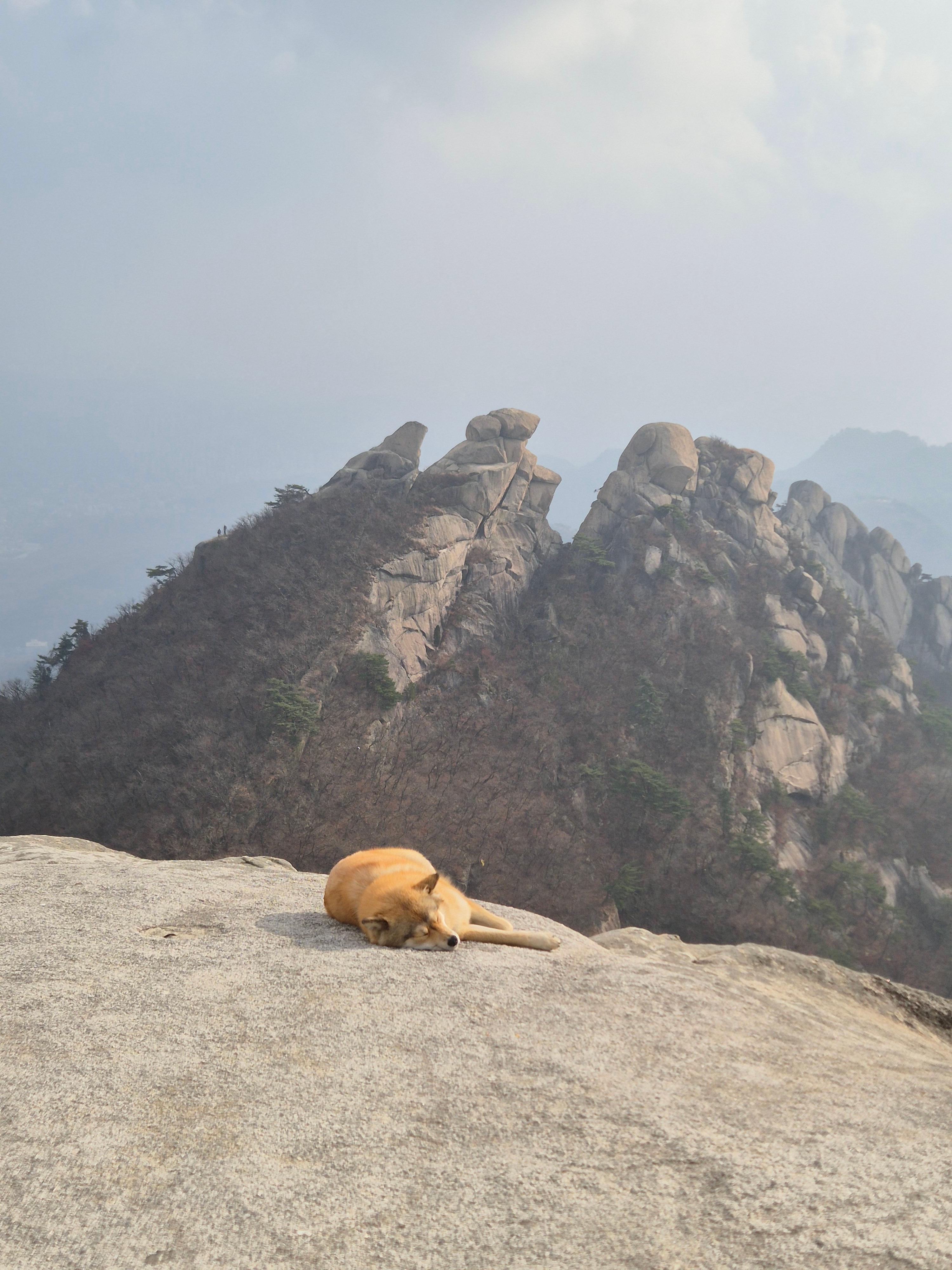 백운대 정상에 사는 개