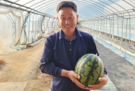 조성술 수박