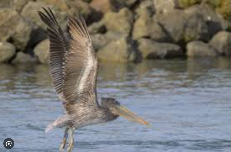 고병원성 조류인플루엔자