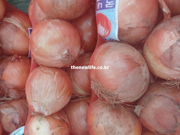 붉은 망에 가득 담겨 출하를 기다리는 단단한 껍질의 저장 양파 실물 고화질 사진