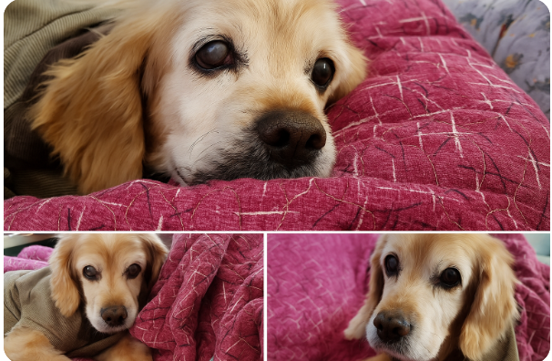 복실이 생전 귀여운 모습