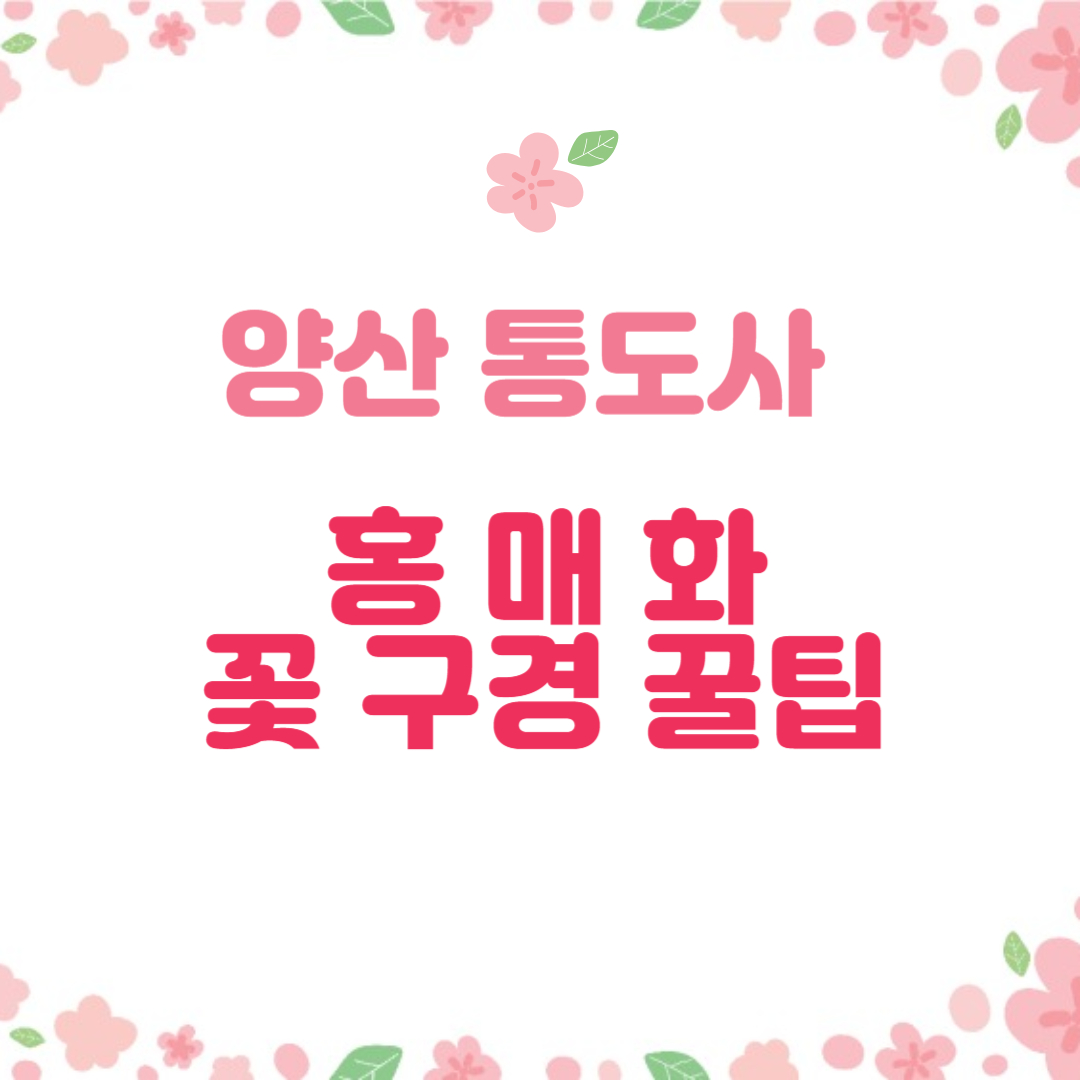 양산-통도사-홍매화-꽃구경