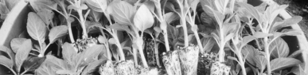 참깨 수확시기: 참깨 파종시기