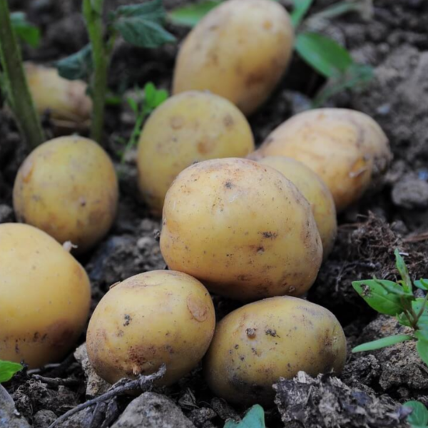 마그네슘이 풍부한 음식 사진 15