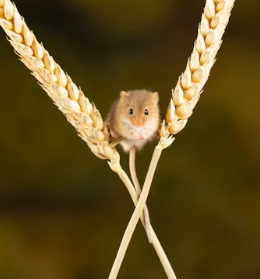 12간지 동물순서 시간 12간지 나이 뜻