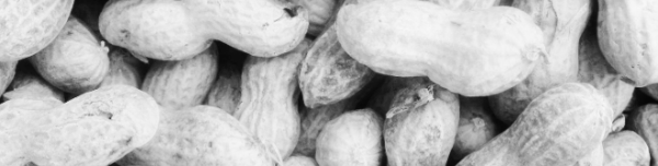 땅콩 심는시기 ,땅콩 심는 방법: 토양 준비