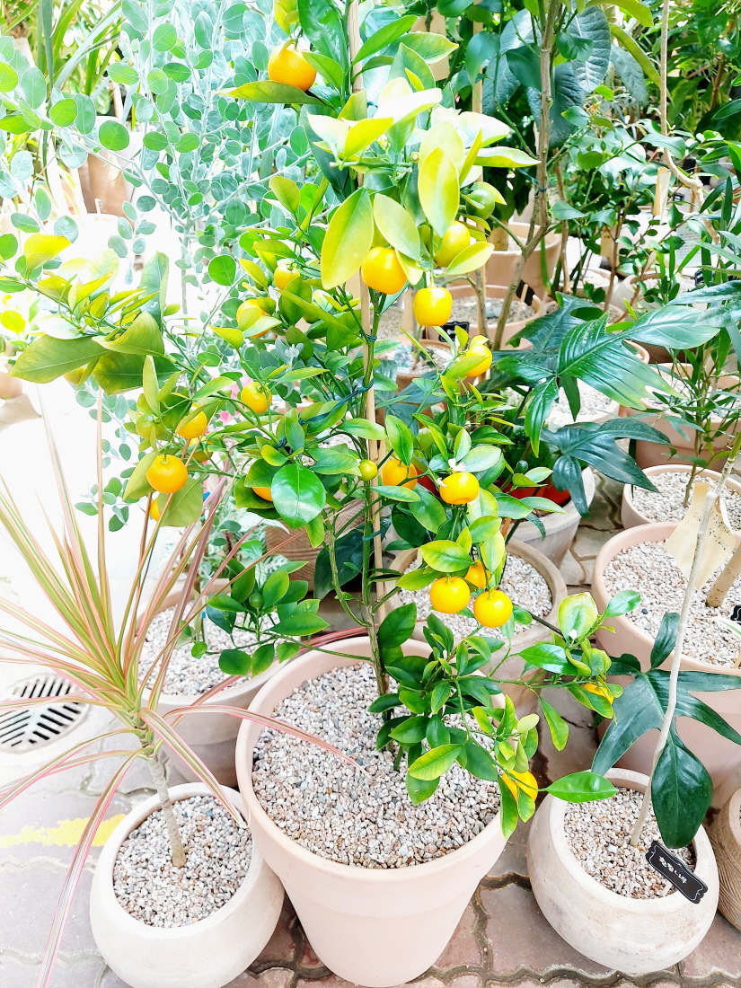 양재꽃시장 낑깡나무