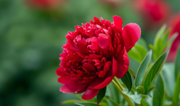 합천 핫들생태공원 작약꽃 축제