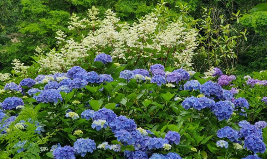 천리포수목원 수국