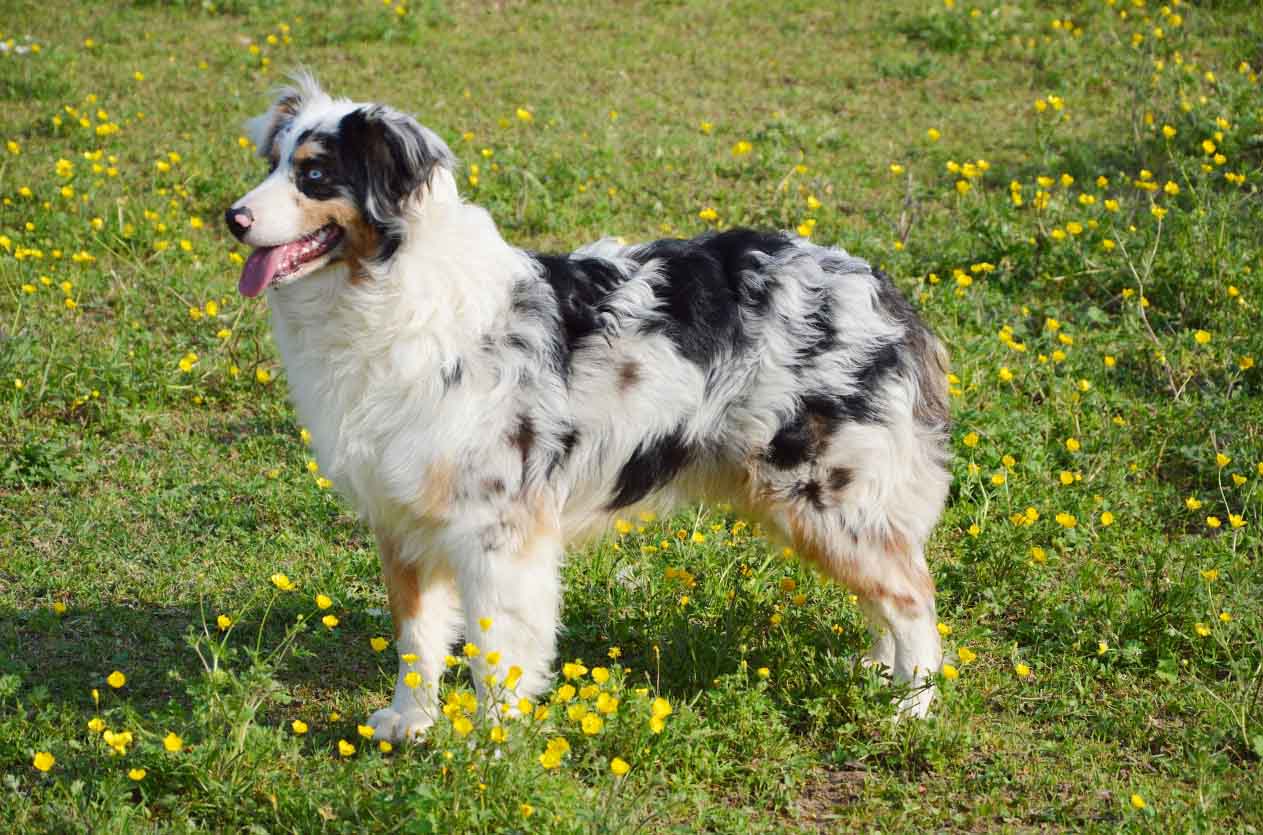 오스트레일리언셰퍼드