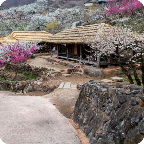 구례 산수유축제 반곡마을 돌담길 봄꽃 풍경