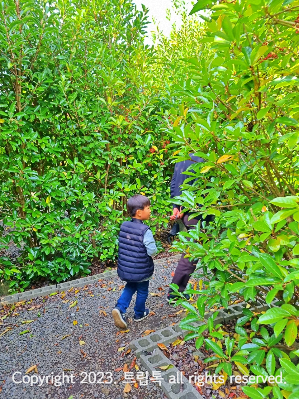 푸른 나무가 무성안 미로정원에서 길을 찾는 아이