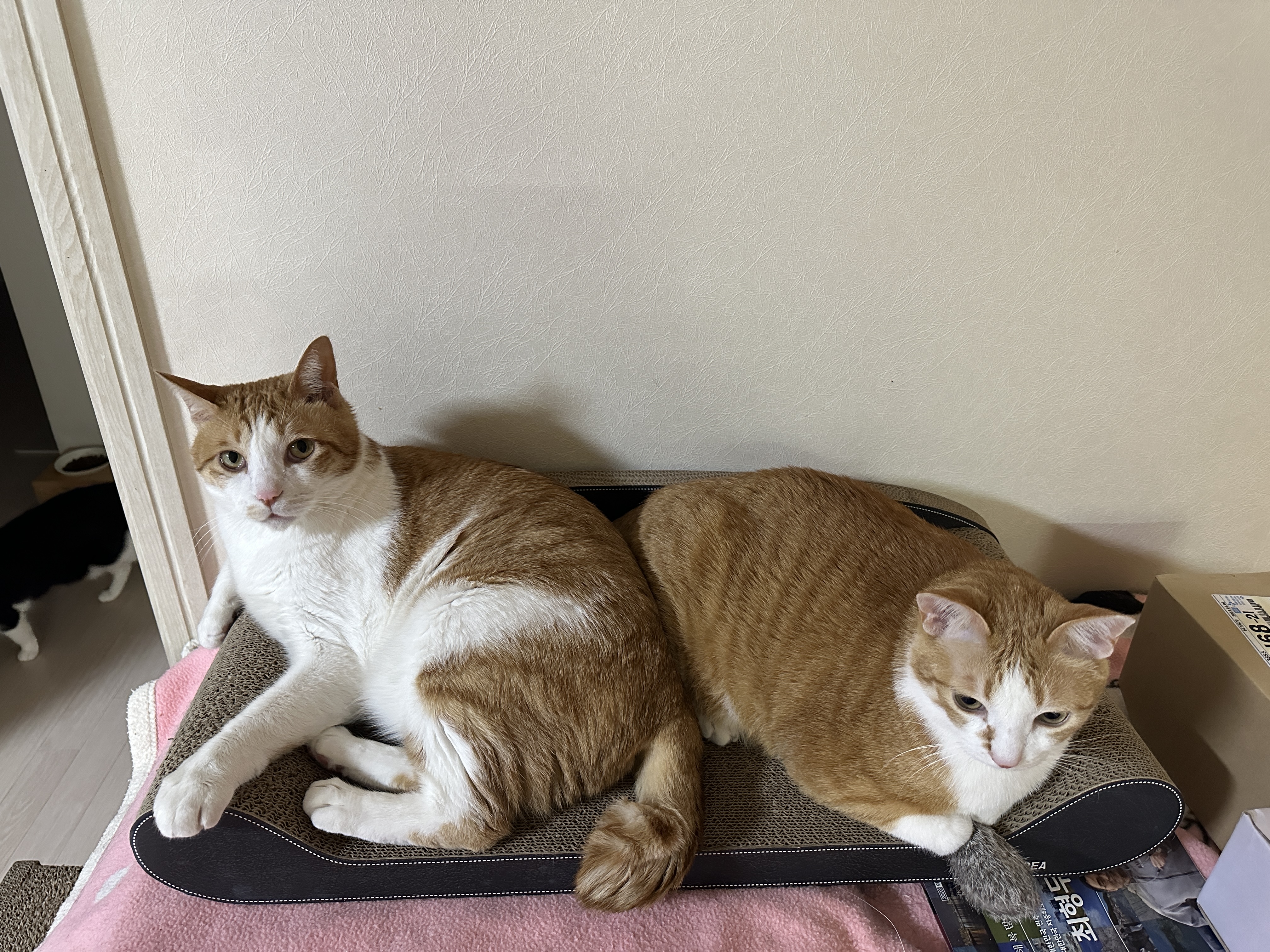 오랜만에 치즈형제의 다정한 모습 (feat.사이좋은 호야와 막둥이, 그리고 요미)