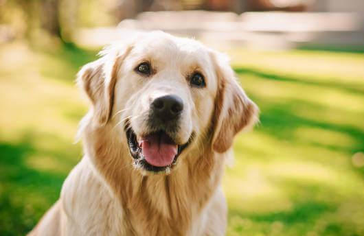 강아지 췌장염 증상, 원인, 치료