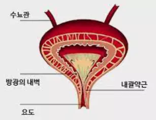 방광염-증상-건강