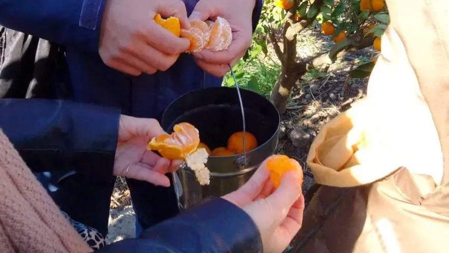 제주도-아이들과-가볼만한-체험-귤따기-감귤-먹는-사람들