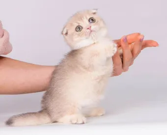 먼치킨 고양이 유전병_14