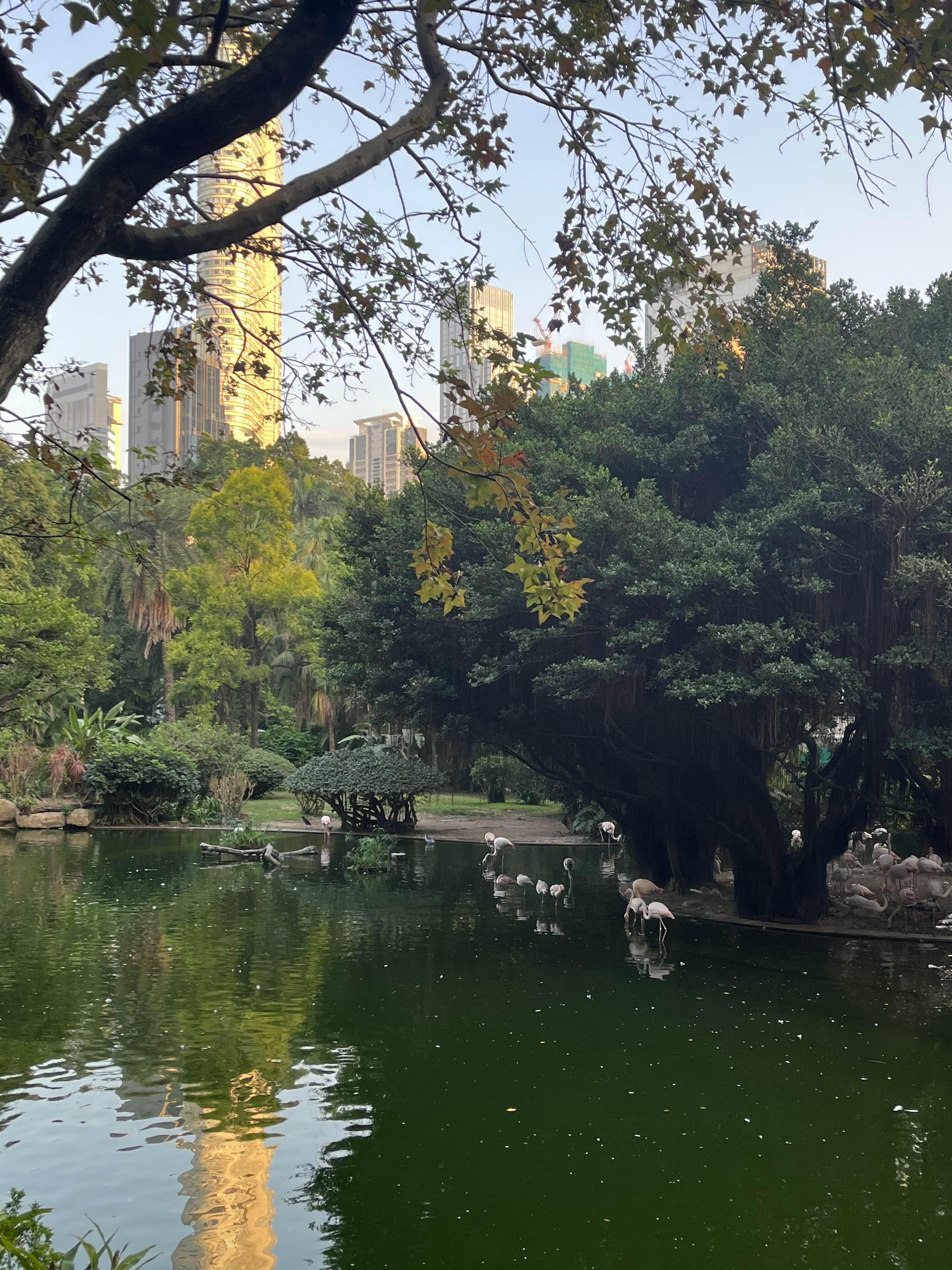 구룡공원 홍학