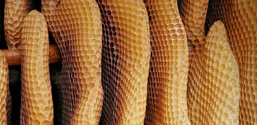 로열젤리 효능&amp;#44; 성분&amp;#44; 복용법 총 정리 (2025 최신)