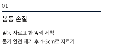 봄동 겉절이 손질 방법