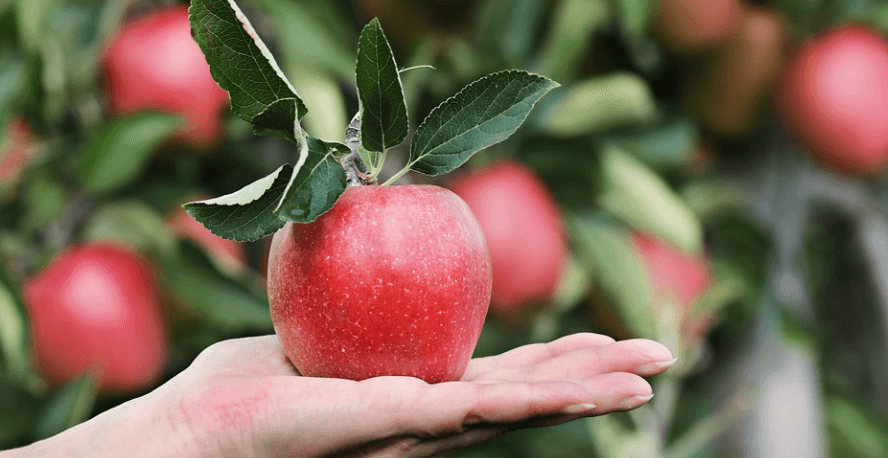 손바닥 위에 사과 한개를 올려 놓았다