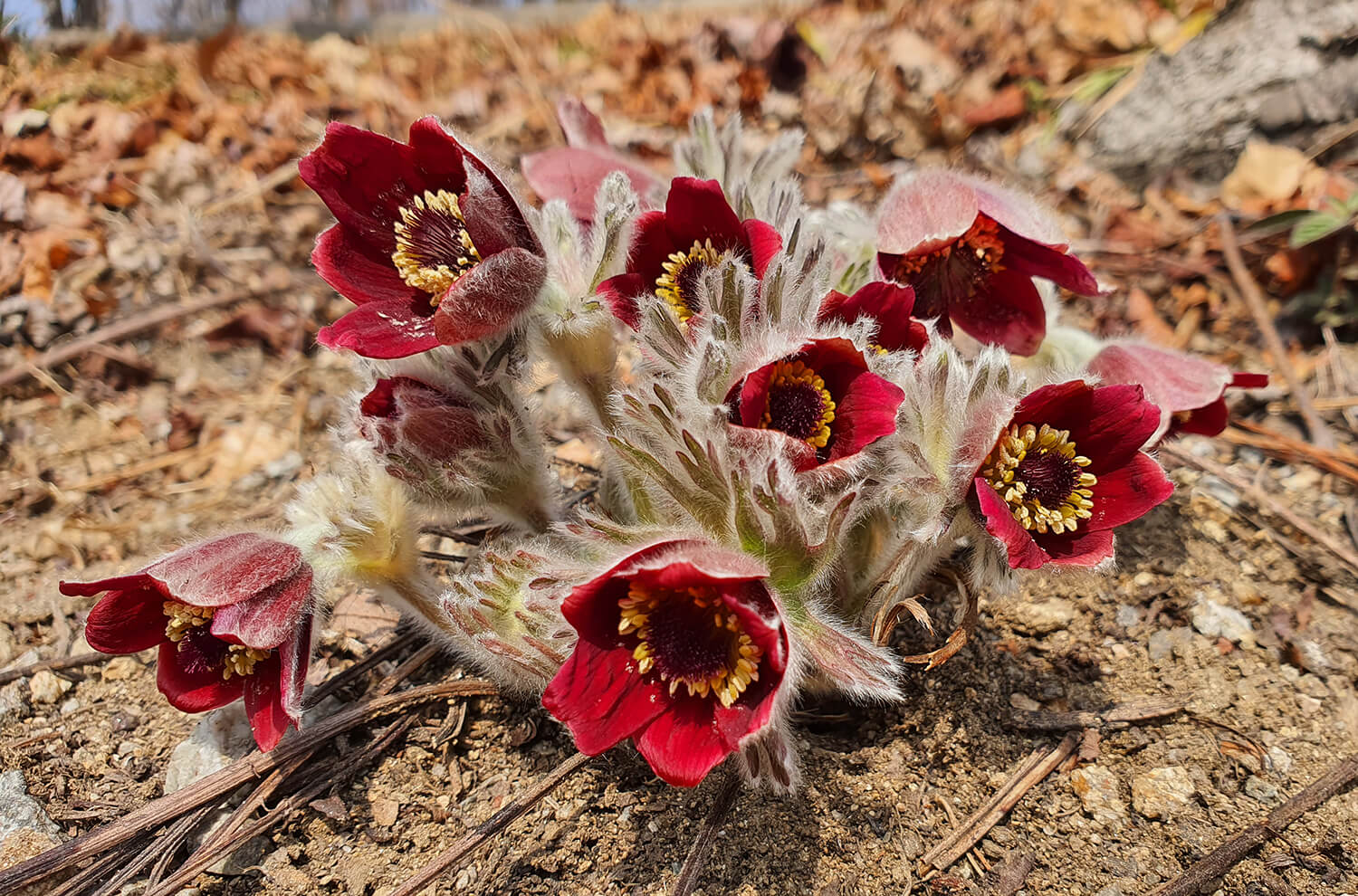 성남시식물원 할미꽃21