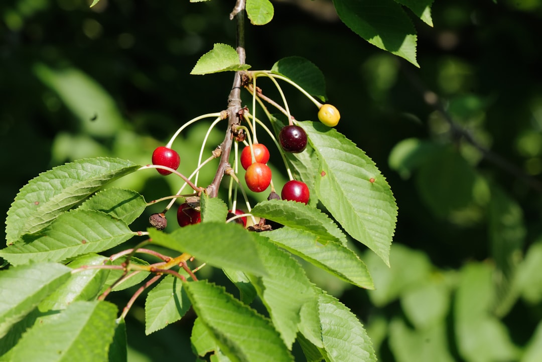 'Cherry'