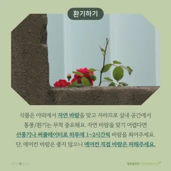실내화분 환기 요령 미세먼지 많은날 창문관리 공기청정기 병행 팁_2