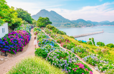 전라도 수국명소 추천 7곳, 수국이 만개한 아름다운 여름을 걷다