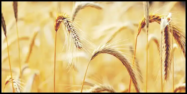 파로 곡물 효능 및 부작용과 먹는 법