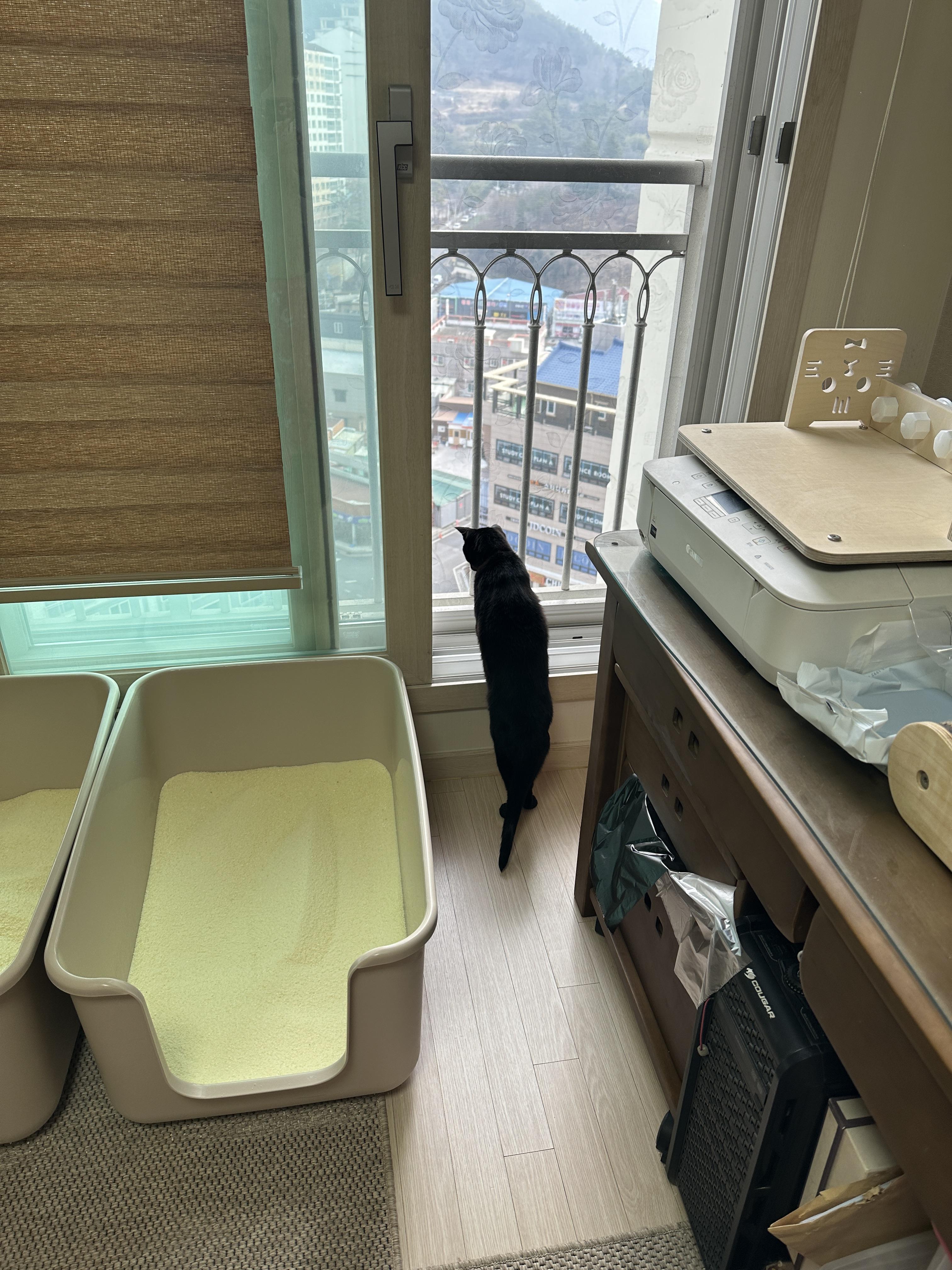 오랜만에 창밖 구경하는 건이 뒷모습 (feat.안전방충망)