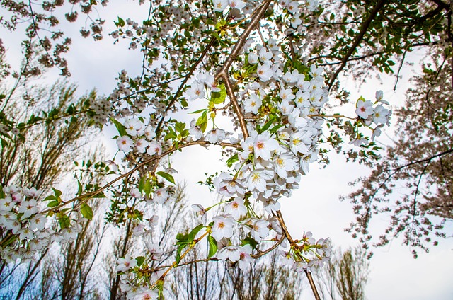 오사카 벚꽃 개화시기14