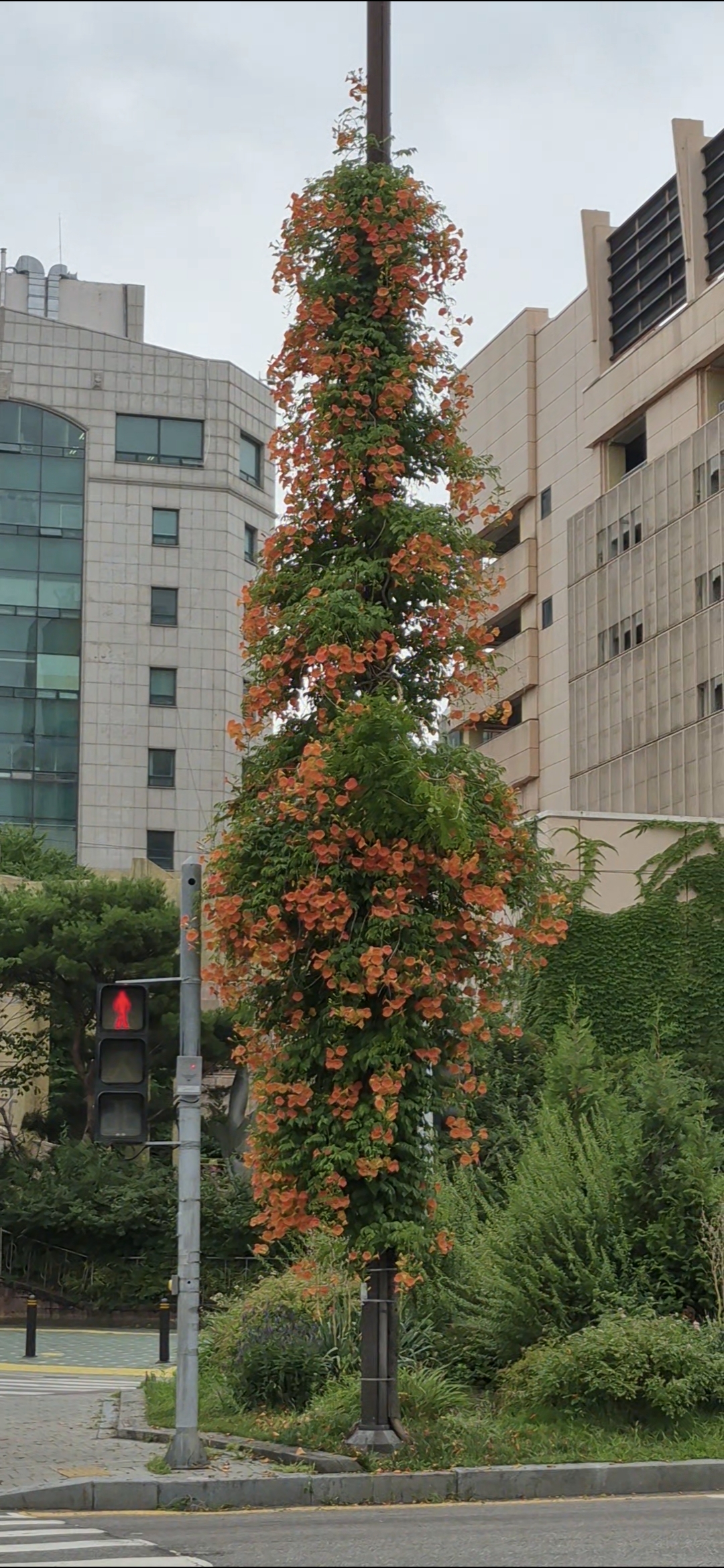 능소화 명소 산본 신도시 산본로 학원가, 이마트, 군포시청