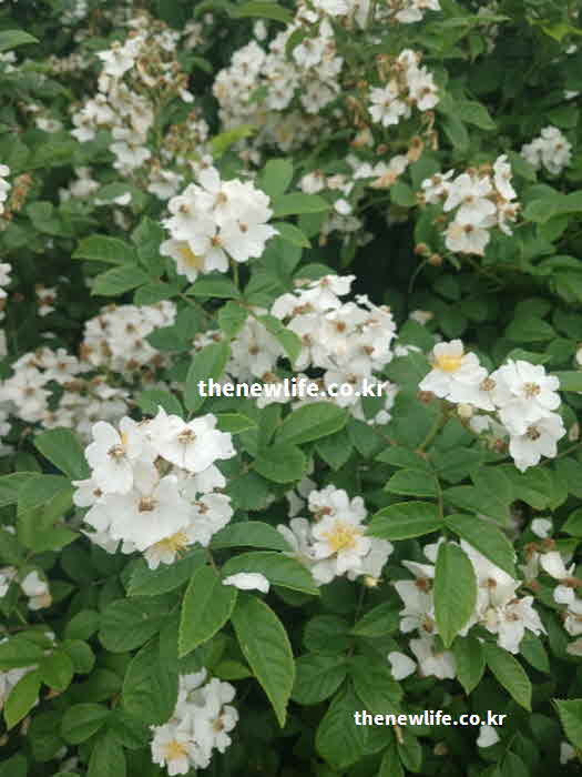 찔레꽃 효능 피로 해소 비타민 C
