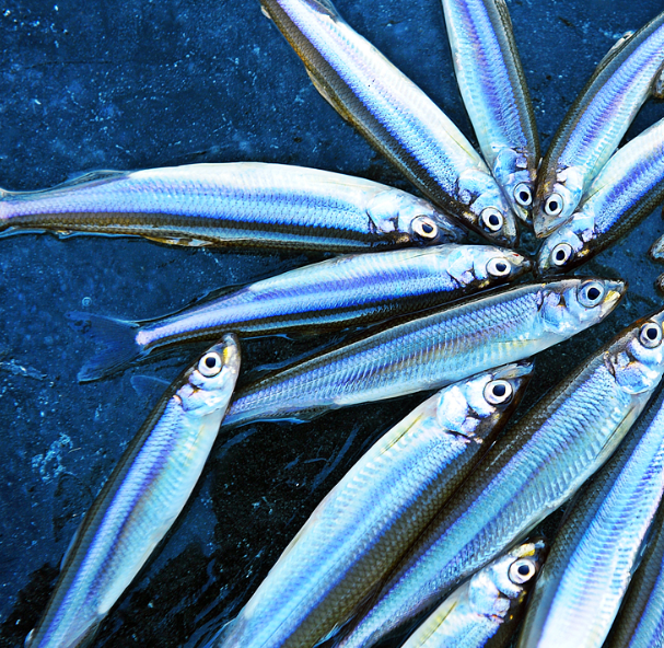 강화 양오 빙어축제 기본정보 주차장 안내(출처-홈페이지)