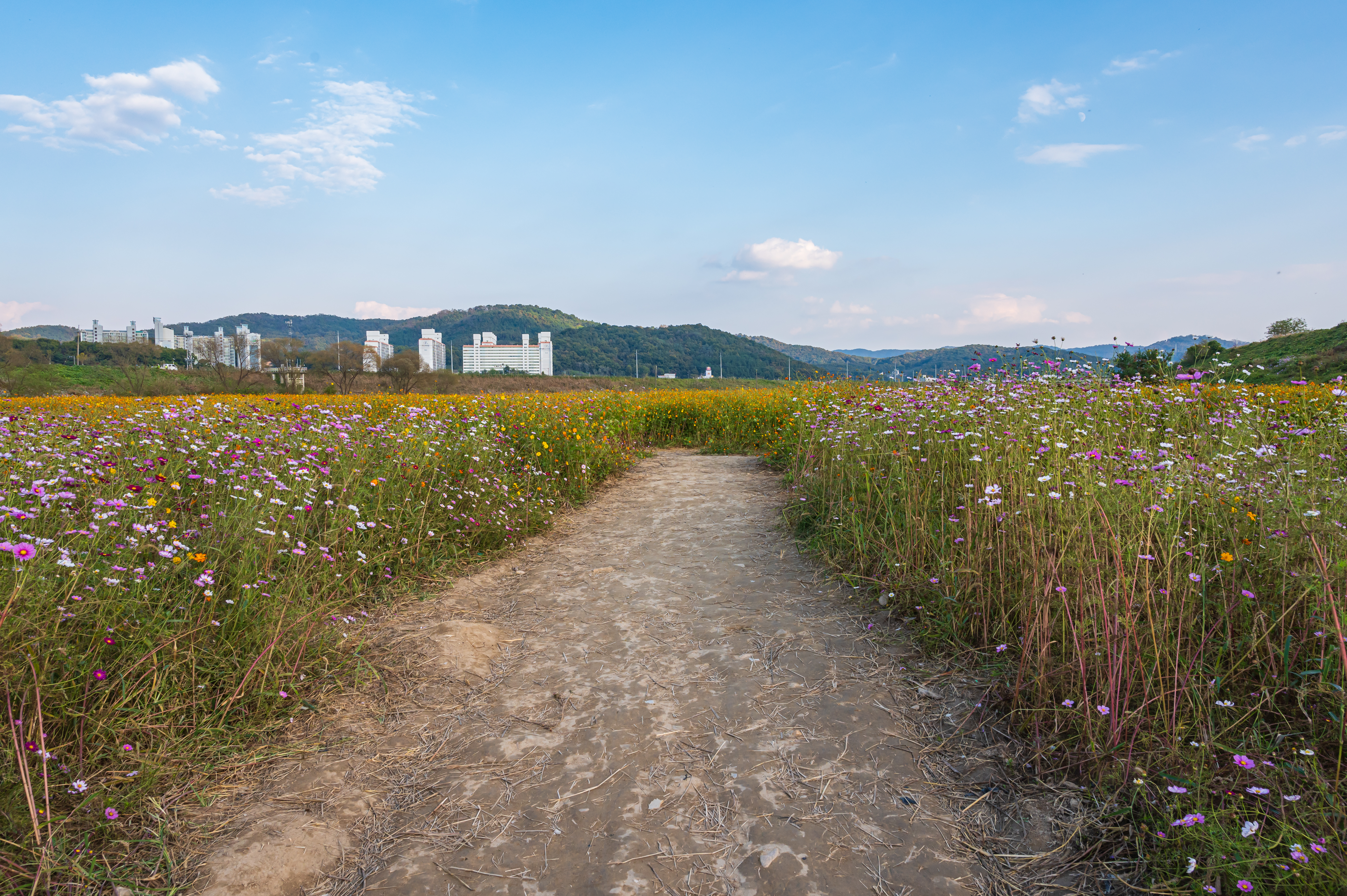  코스모스 만개 &amp;#39;세종 숲뜰근린공원&amp;#39;