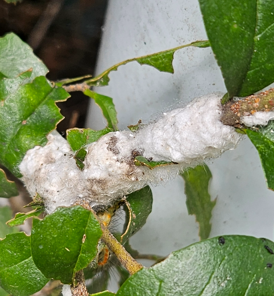 쥐똥밀깍지벌레 피해