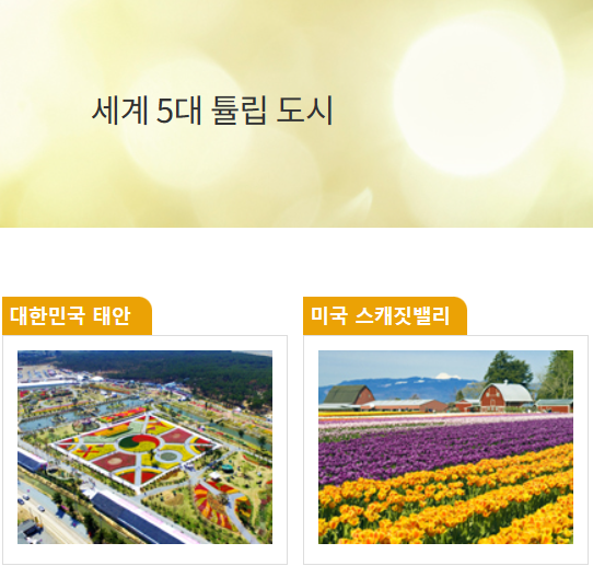 태안 튤립축제