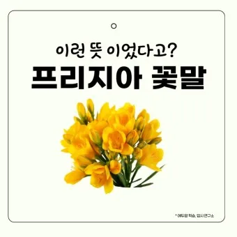 프리지아 수선화 꽃말 꽃다발 선물 의미_11