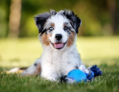 강아지 헥헥거리는 모습/출처:어도비스톡