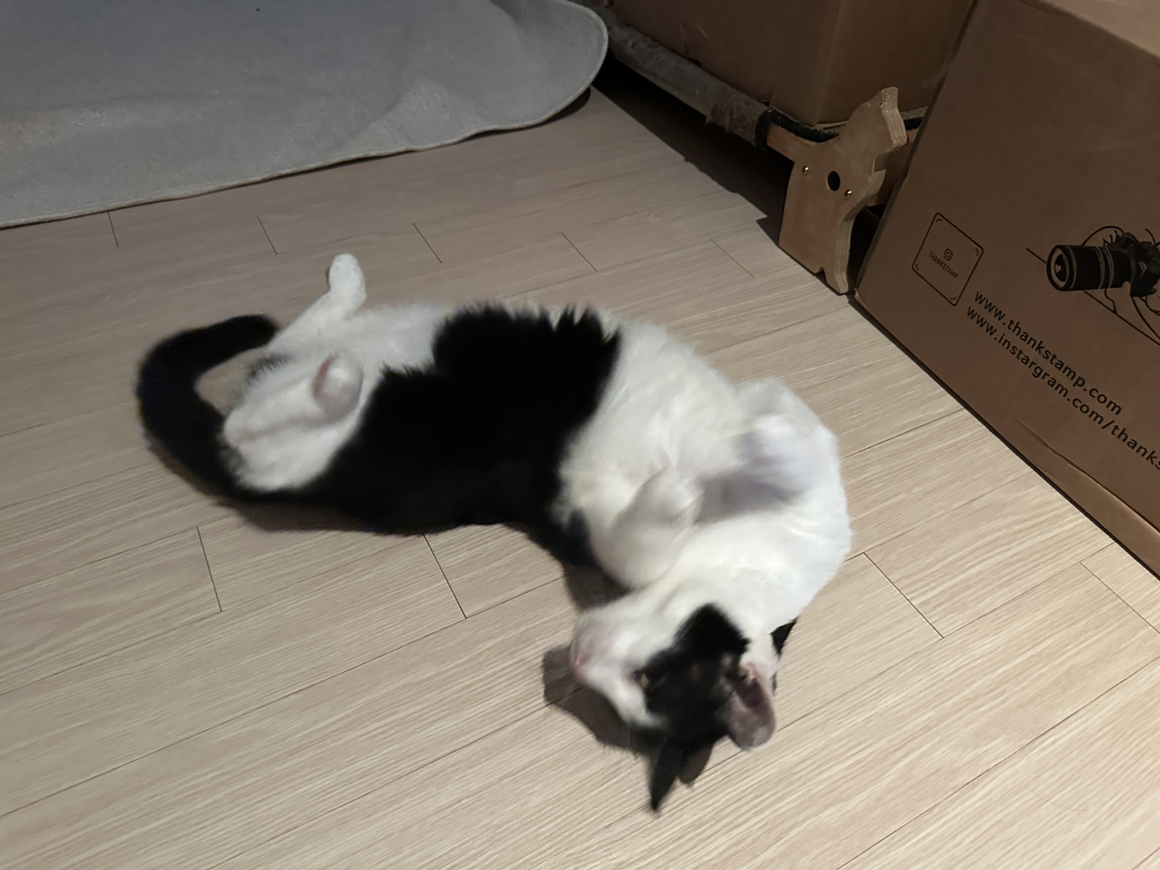 발라당_하는_고양이_두리