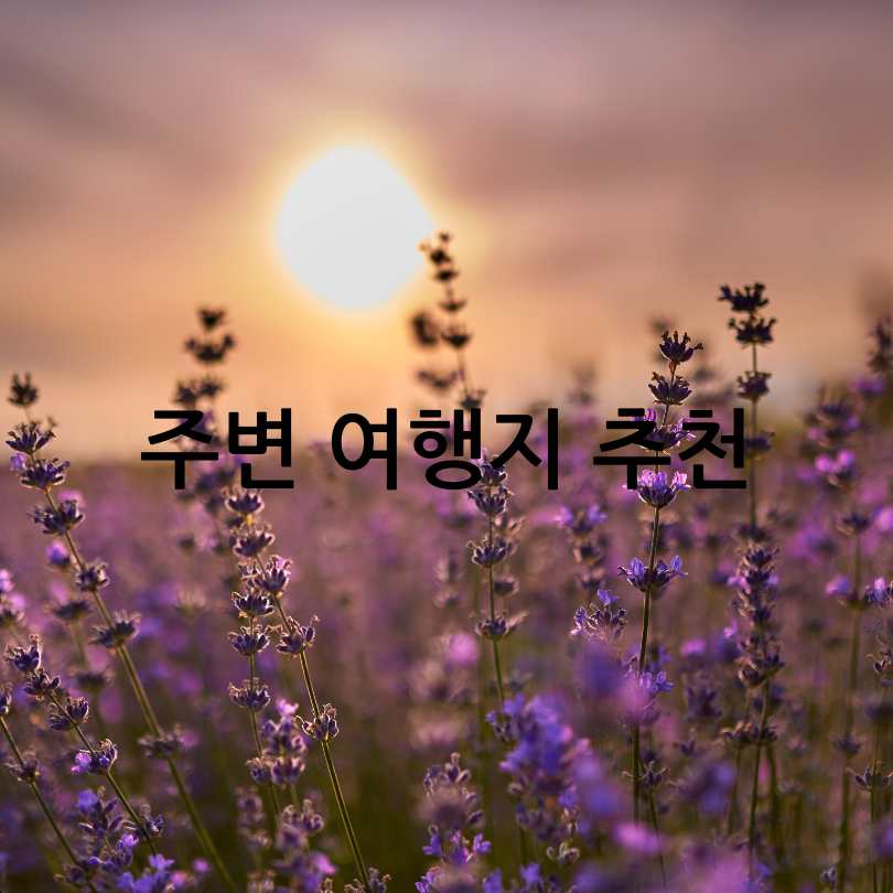 고창 청농원 라벤더 축제 2025