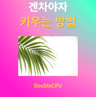 겐차야자 키우기