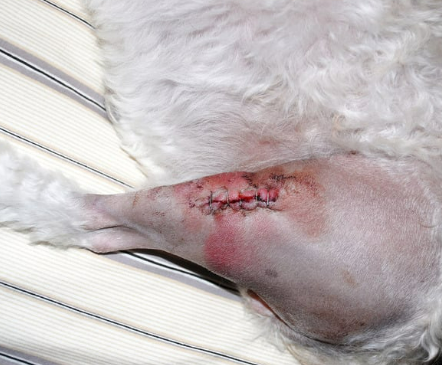 강아지 골절 종류&amp;#44; 증상&amp;#44; 수술 후 관리법 총정리