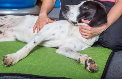 마사지 받는 개.