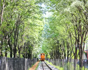 전주 이팝나무 철길_14