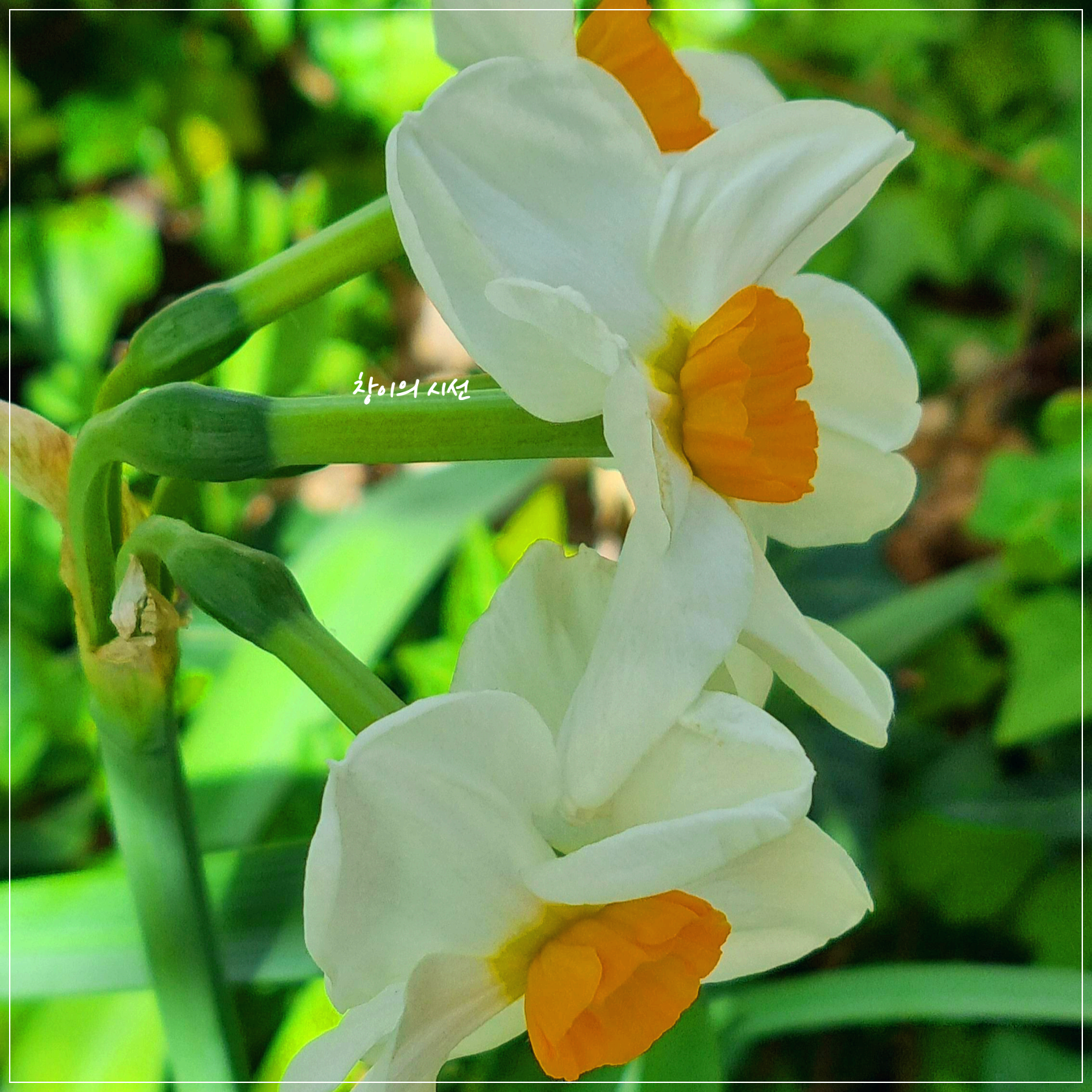 수선화 꽃말 나르시스