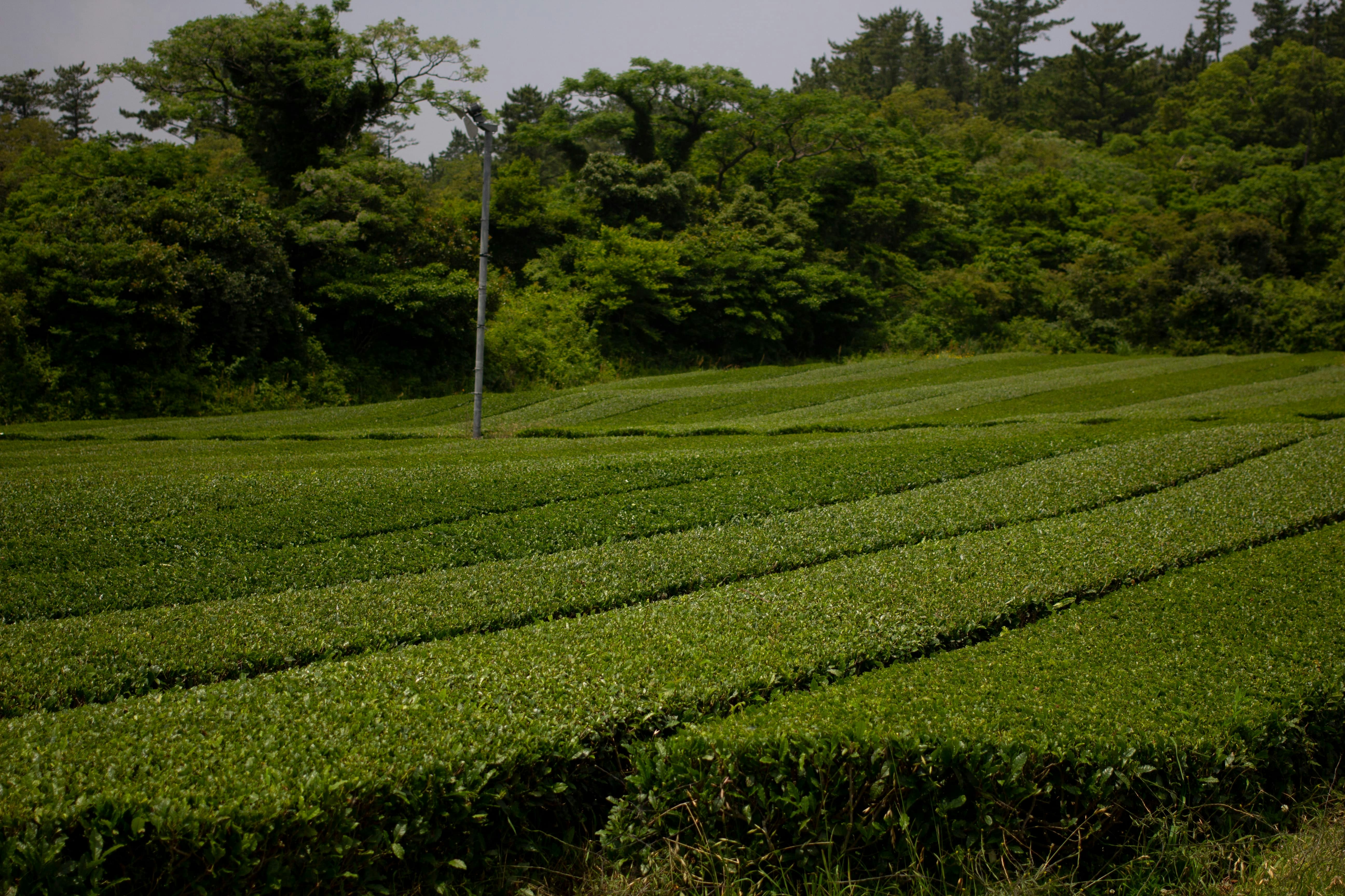 제주도 장마철 코스 정리