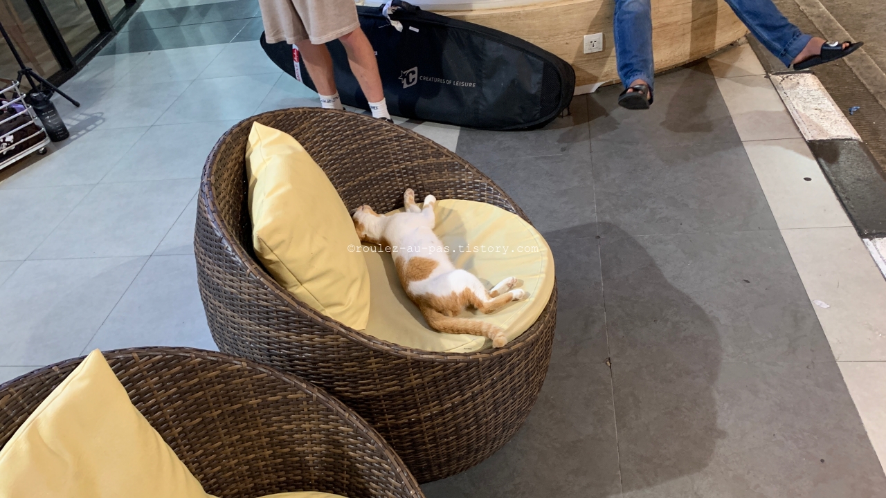 DPS-AIRPORT-GRAB-CAT